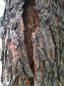Pine Bark Beetle Damage