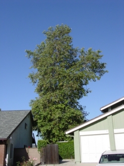 Shaggy Tree in Ventura County: Before