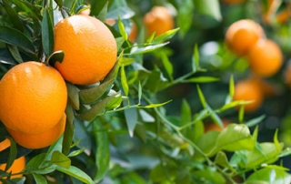 Citrus tree care in Ventura County