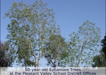 Sycamore trees at Pleasant Valley School District in Camarillo
