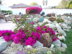 Bougainvillea is naturally drought-tolerant, especially once they are established. 