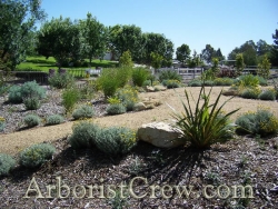 Drought-friendly landscaping in Camarillo, California