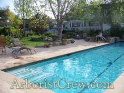 Poolside patio area is enhanced by professional landscaping by Camarillo Tree & Landscape 