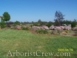 Lawn care and landscaping by Camarillo Tree & Landscape
