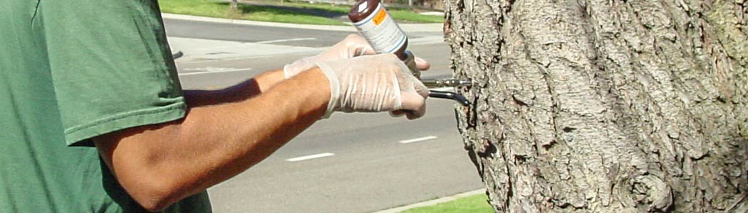 Healthcare for trees in Ventura County