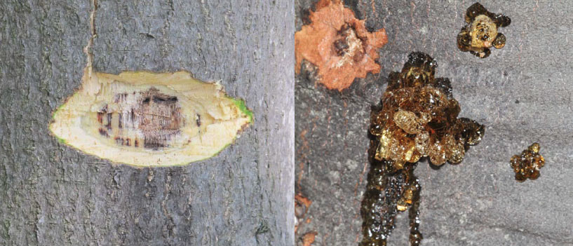 Scraping avocado tree bark for signs of Ambrosia Beetle (Euwallacea)