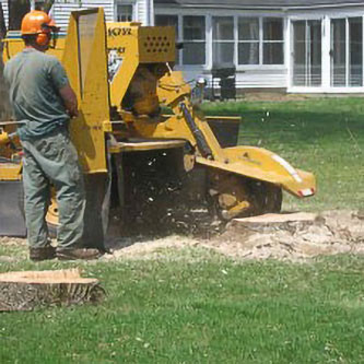 Stump Grinding in Ventura County & west Los Angeles County