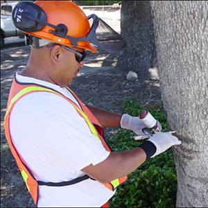 Ventura County Tree Healthcare
