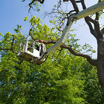 Tree Trimming & Pruning in Ventura County & west Los Angeles County