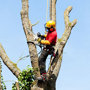 Tree Removal in Ventura County & west Los Angeles County