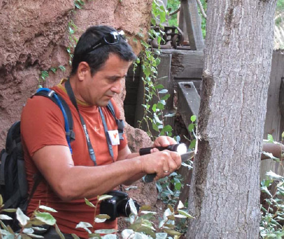 Examining an avocado tree for Ambrosia Beetle (Euwallacea)