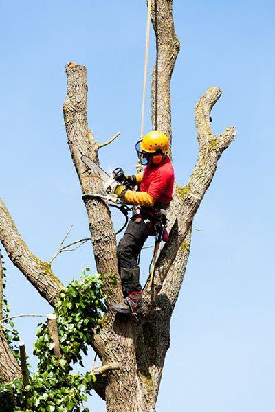 Ventura County Tree Removal