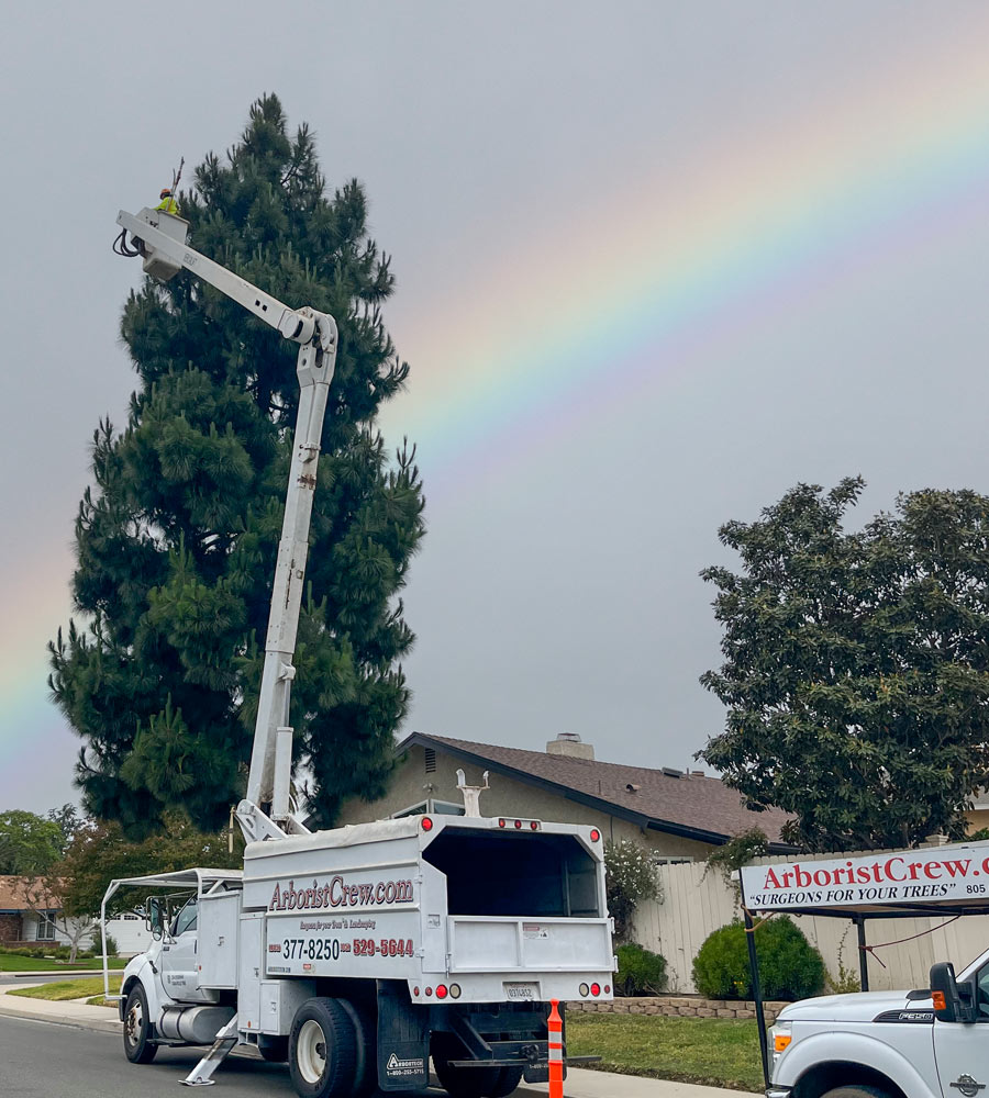 Arborist in a high-lift trims a large, messy pine tree with a rainbow in the background.