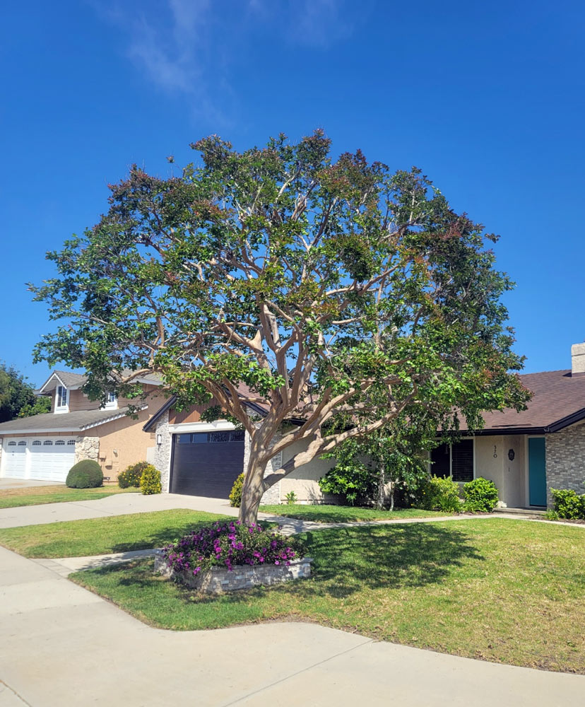 Beautifully manicured crepe myrtle tree in Camarillo.