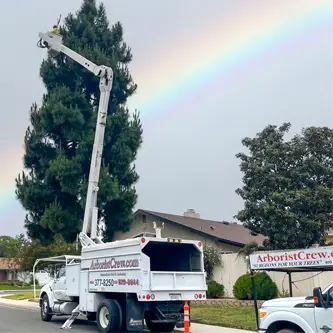 Tree Trimming & Pruning in Ventura County & west Los Angeles County