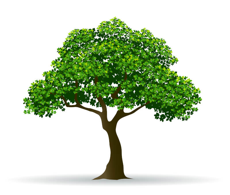 tree and leaf