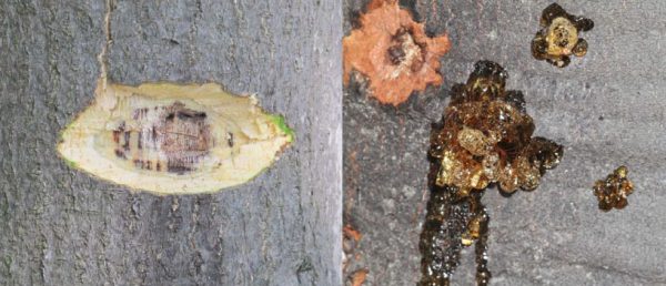 bark-scraping-avocado-tree-600x258
