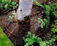 drip-irrigation