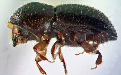Invasion of Ambrosia Beetles