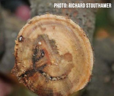 euwallacea-tree-damage-400x337