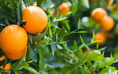 Citrus Tree Care
