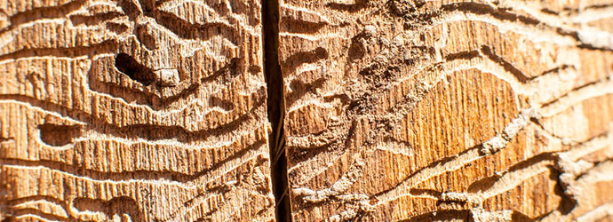 Pine Bark Beetles (Borers)