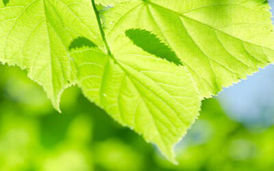 Tree & Shrub Fertilization