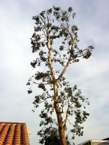 healthcare_eucalyptus