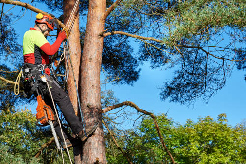 Arborist at work