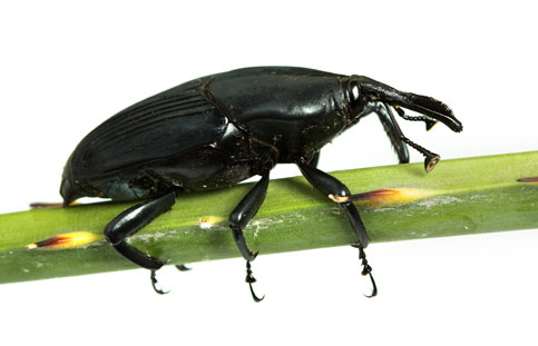 south-american-palm-weevil