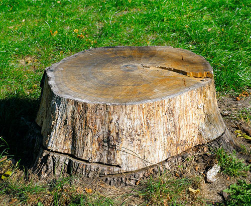 tree-stump-grinding