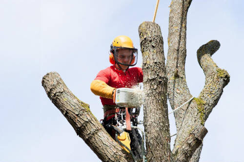 tree_cutter_with_chainsaw
