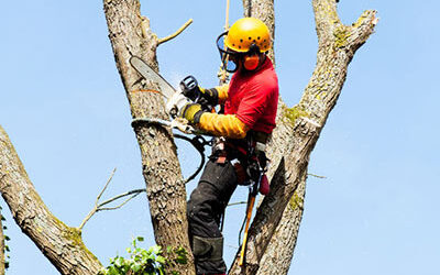 Tree Removal Fact Sheet