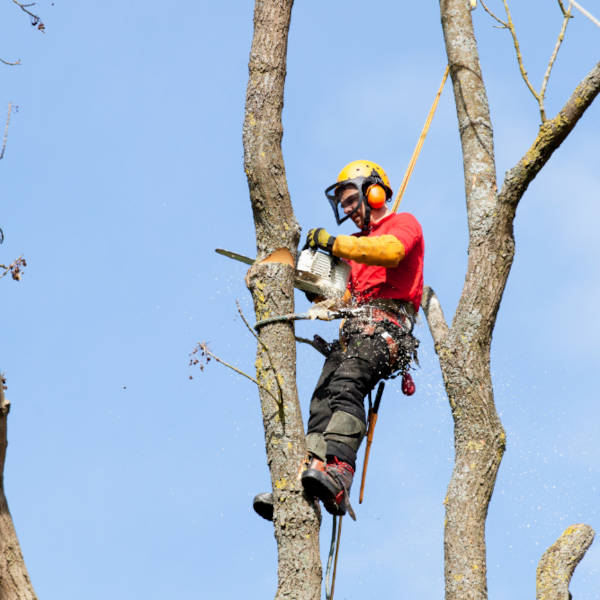 tree_service_worker_on_rope