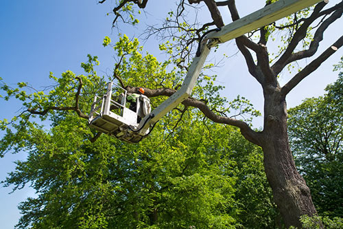 ventura-county-tree-pruning