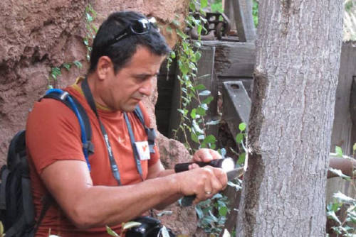 examining-avocado-tree-for-disease