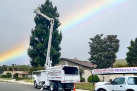 tree_service_rainbow_view